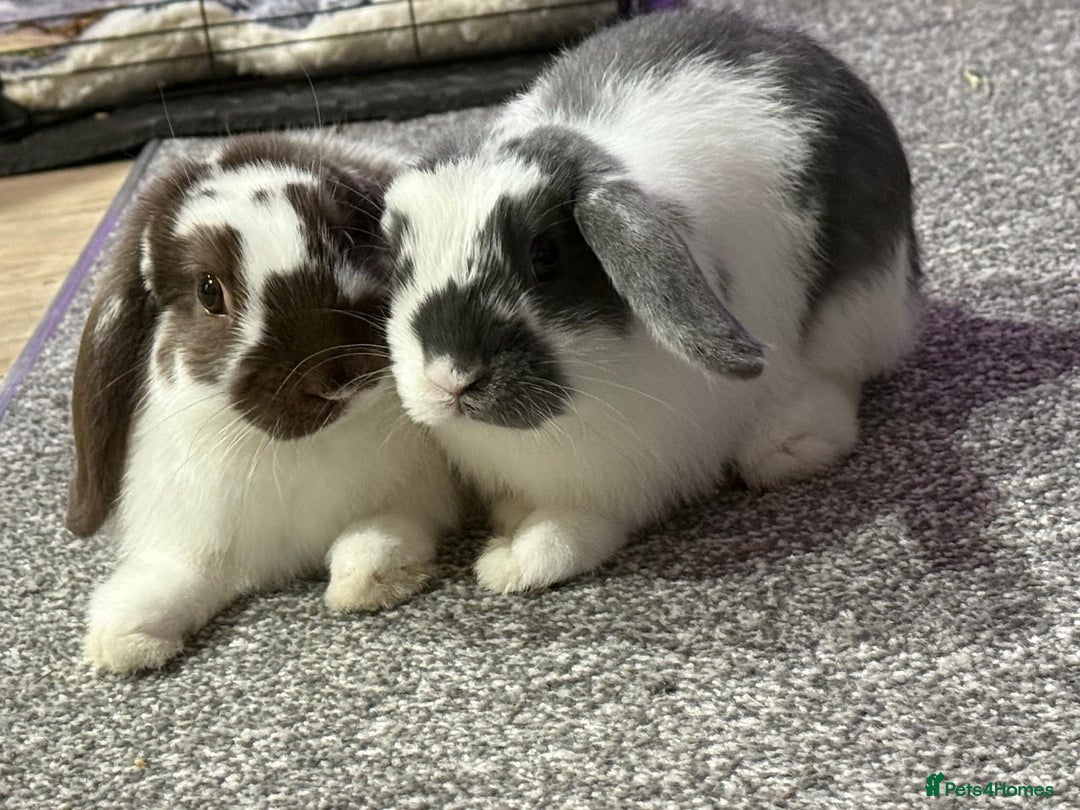 Mini Lop rabbits for sale: Mini lop brothers for sale  - Advert 4
