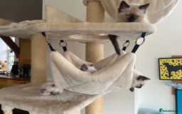 Ragdoll cats for sale: Ragdoll Kitten GCCF, ready now. - Image 21