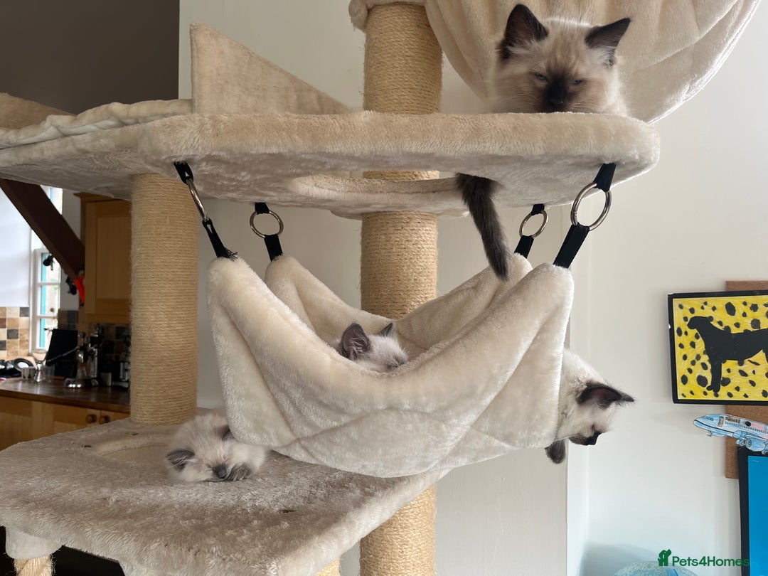 Ragdoll cats for sale: Ragdoll Kitten GCCF, ready now. - Image 21