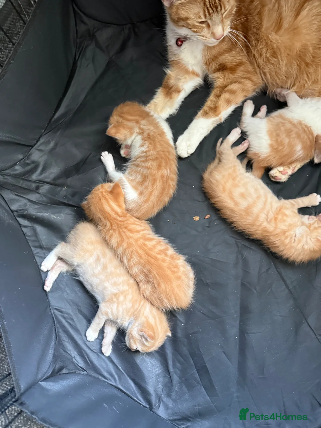 Domestic Shorthair cats for sale: Stunning kittens  - Advert 11