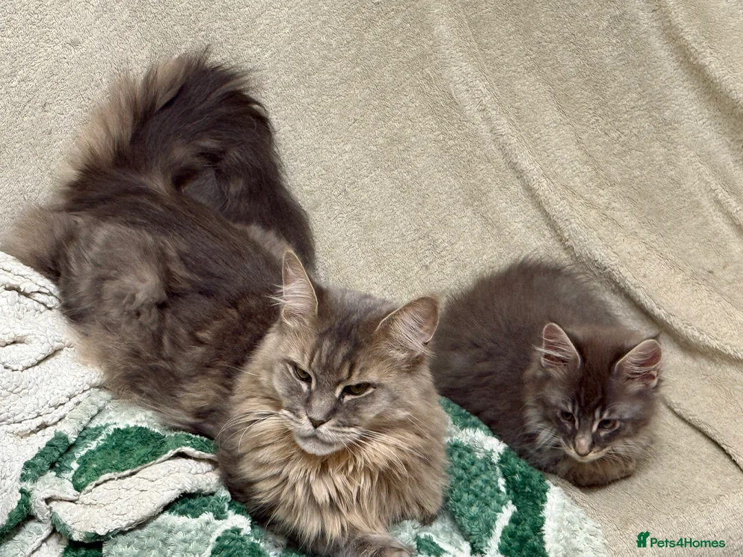 Maine Coon cats for sale: One beautiful silver Maine Coon kitten boy - Advert 9