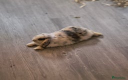 Mini Lop rabbits for sale: 4 months old adorable Mini Lops - Advert 12