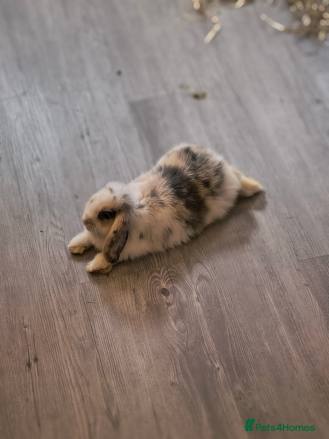 Mini Lop rabbits for sale: 4 months old adorable Mini Lops - Advert 12