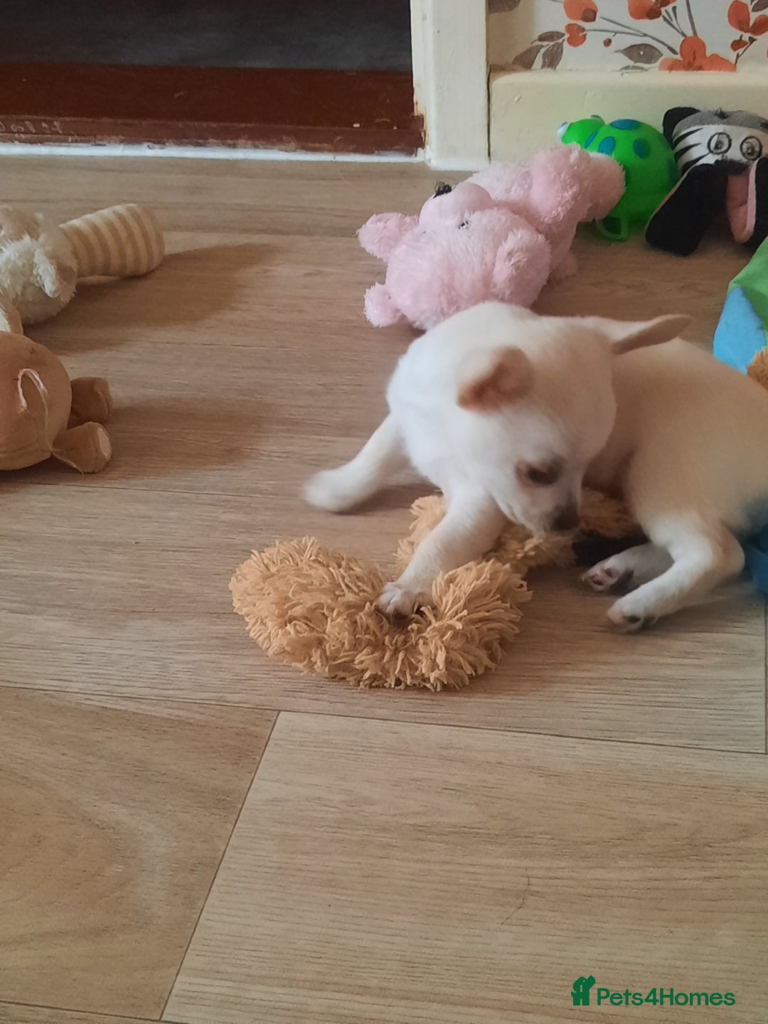 Chihuahua dogs for sale: Lovely chihuahua puppies! - Image 4