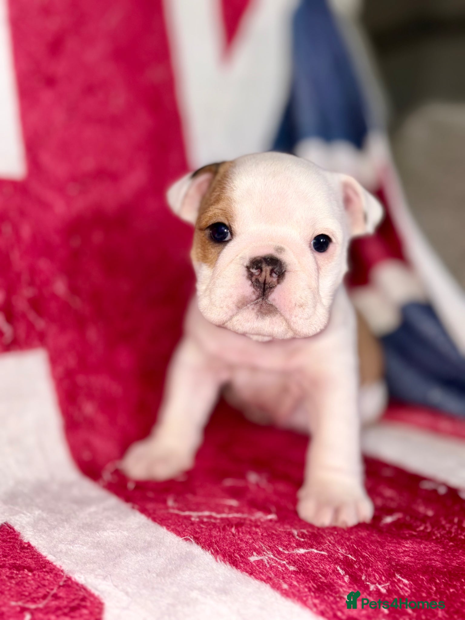 English Bulldog dogs 🐾 KC REG ENGLISH BULLDOG PUPPY READY 02/05/26🐾 - Advert 1