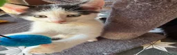 British Shorthair cats for sale: Male kitten - Advert 2