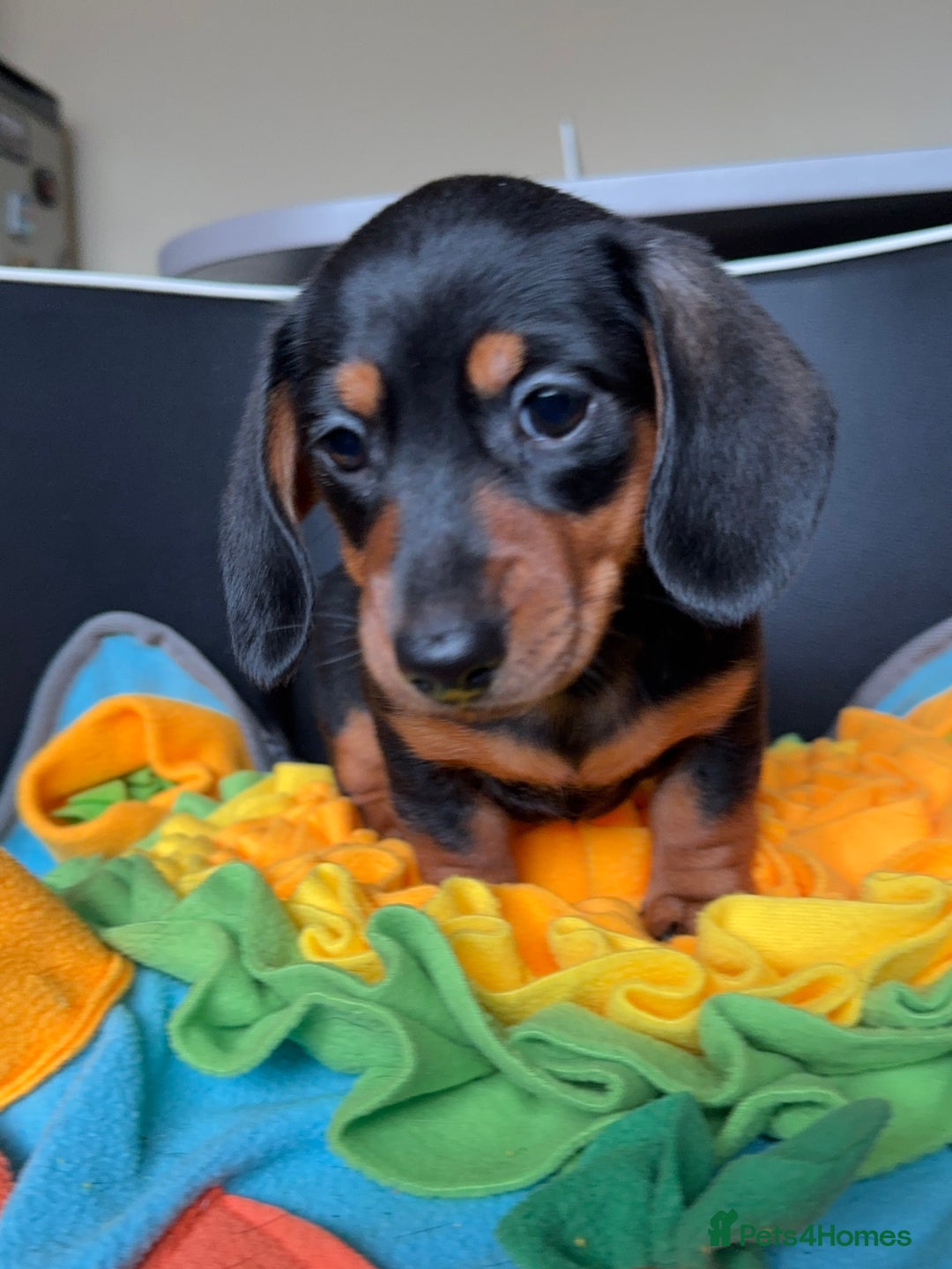 Miniature Dachshund dogs for sale: Mini Dachshund puppies, PRA clear, health tested - Image 30