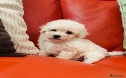 Maltipoo dogs for sale: Gorgeous Maltipoo Puppies  - Image 5