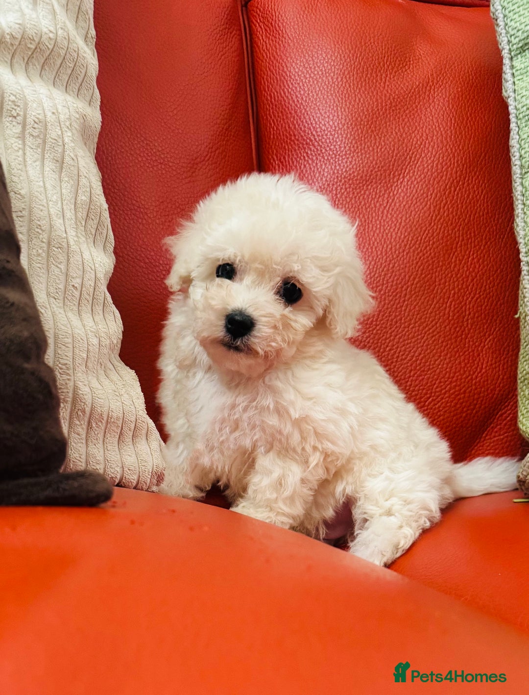 Maltipoo dogs for sale: Gorgeous Maltipoo Puppies  - Image 5