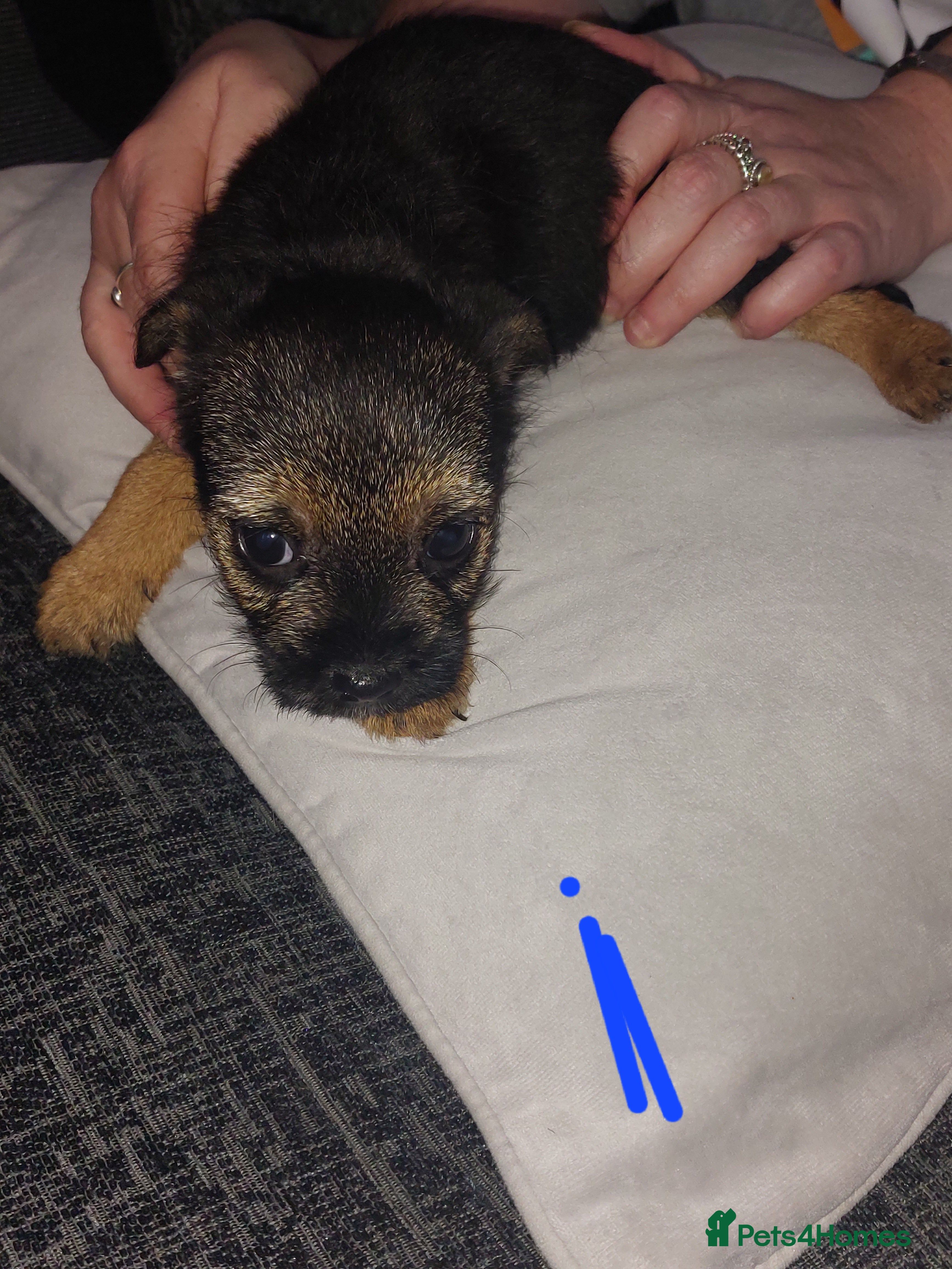 Border Terrier dogs Last little girl looking for her forever homes - Advert 3