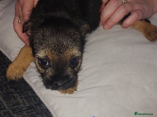Border Terrier dogs Last little girl looking for her forever homes - Advert 3