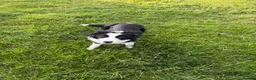 Border Collie dogs for sale: 7 month old ISDS registered bitch in Penrith - Advert 3