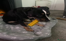 Mixed Breed dogs for sale: Beautiful dog named Mel  - Image 7