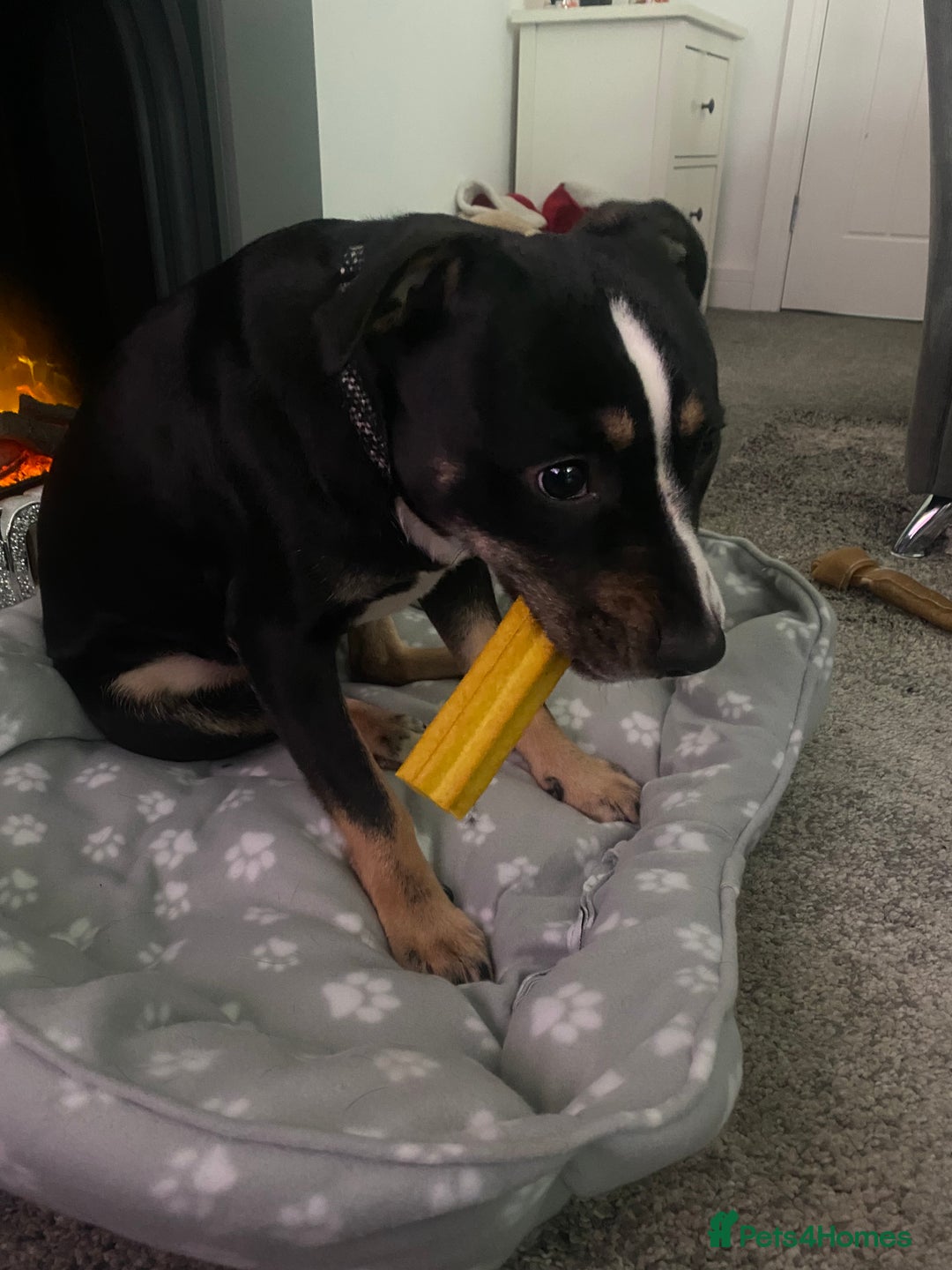 Mixed Breed dogs for sale: Beautiful dog named Mel  - Image 7
