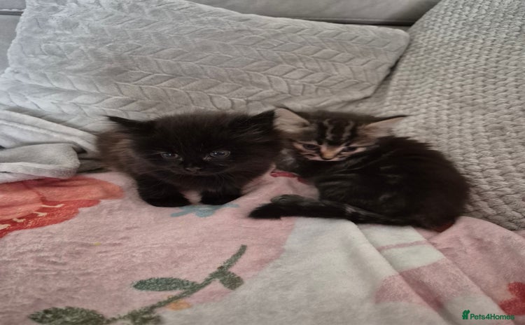 Mixed Breed cats - Advert 15