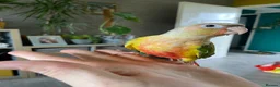 Conures birds for sale: Hand reared Green cheek Conures - Advert 3