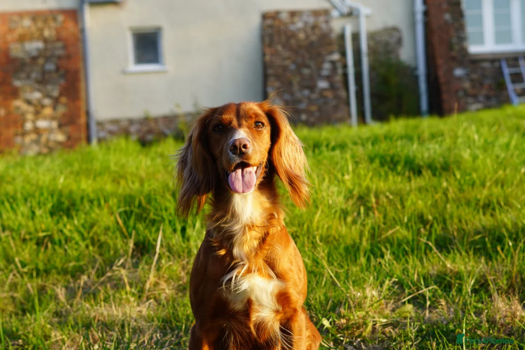 Cocker Spaniel dogs for sale: KC working cocker spaniel puppies  - Advert 1