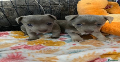 Jack Russell dogs - Advert 2