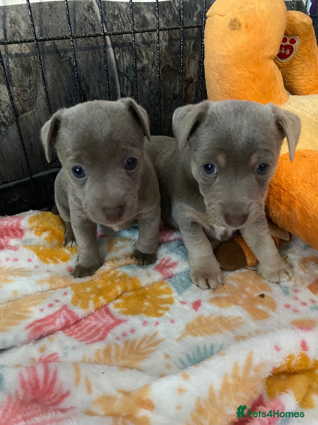 Jack Russell dogs for sale: 3 Beautiful Unique Coloured Jack Russell Puppies - Image 2