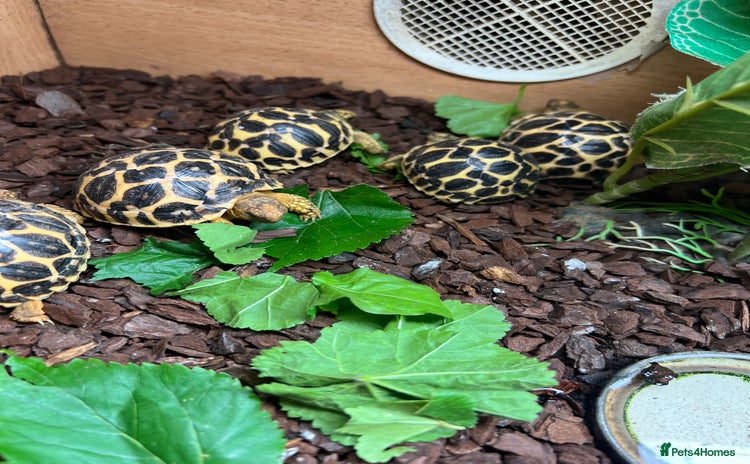 Tortoise reptiles - Advert 2