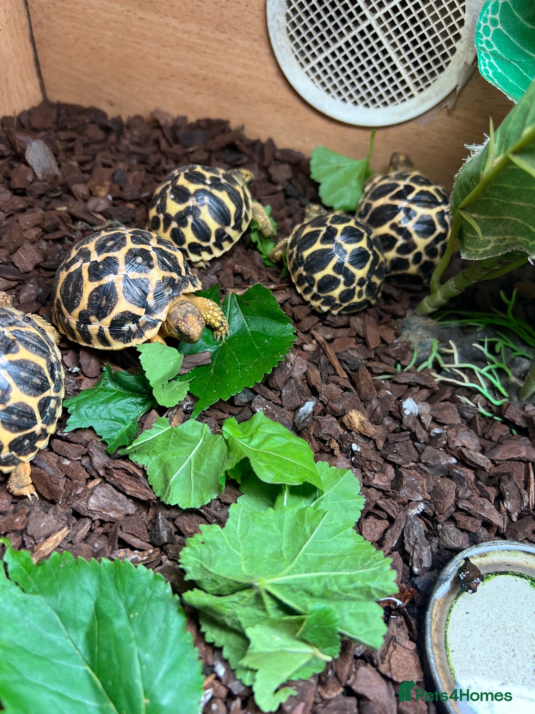 Tortoise reptiles for sale: Indian star tortoise  - Image 1