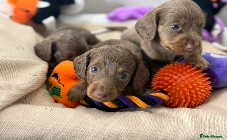 Miniature Dachshund dogs - Advert 2