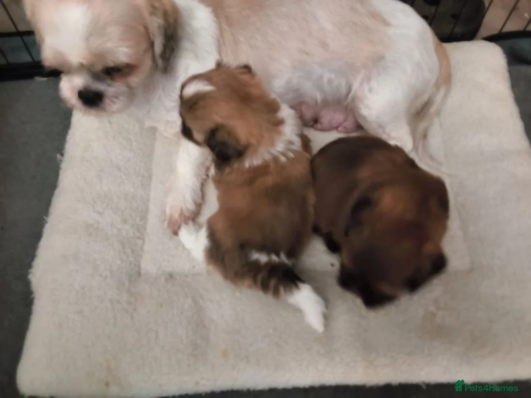 Shih Tzu dogs for sale: Quality Half Imperial Shihtzus. - Advert 6