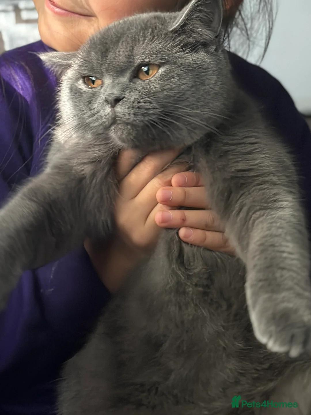 British Shorthair cats for sale: BRITISH SHORTHAIR KITTENS - Advert 16