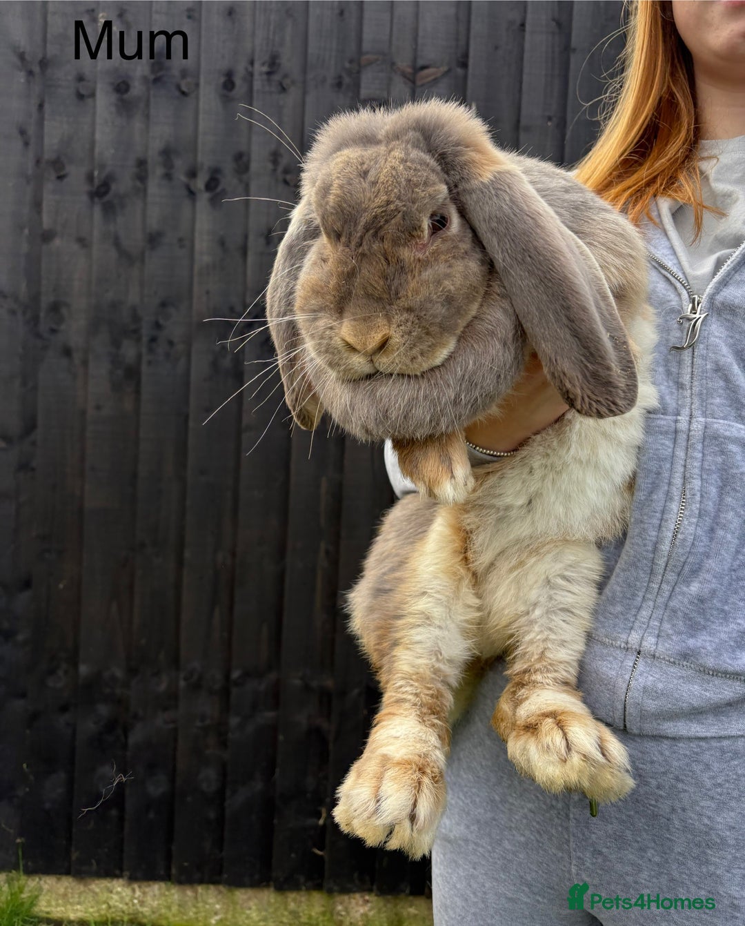 French Lop rabbits for sale: French lop rabbit - Image 4