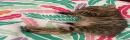 Mixed Breed cats for sale: Kittens - Advert 5