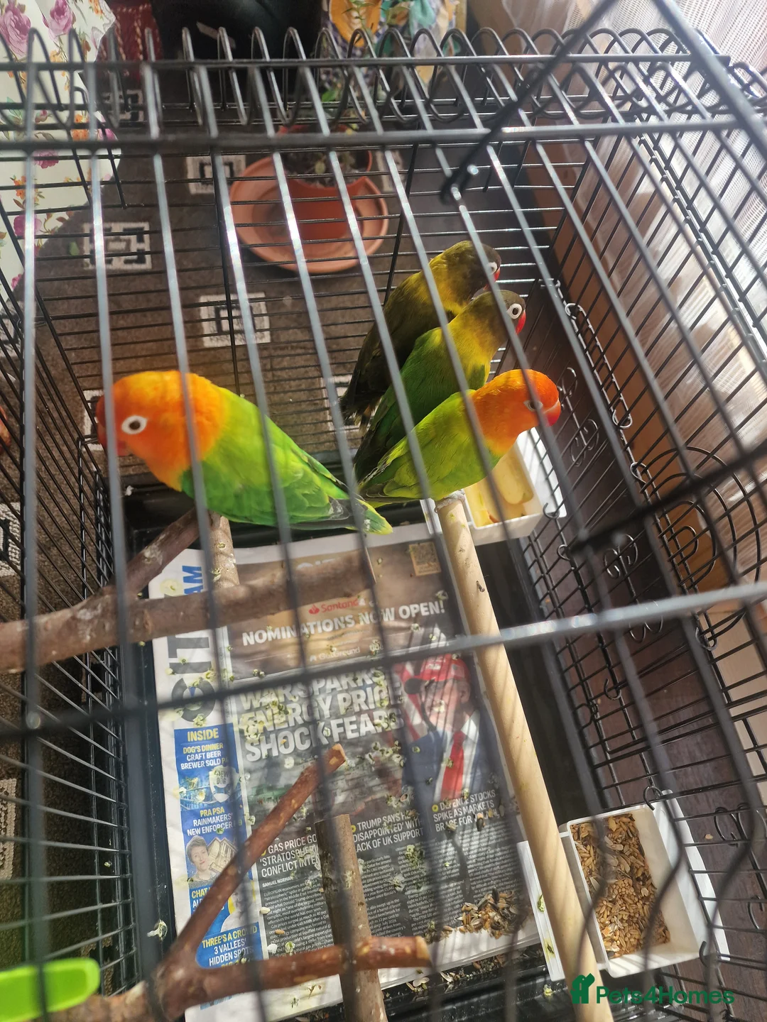 Lovebirds birds for sale: Love birds - Advert 3