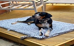 Mixed Breed dogs for adoption: Pippa - The sweetest, softest girl - Image 9