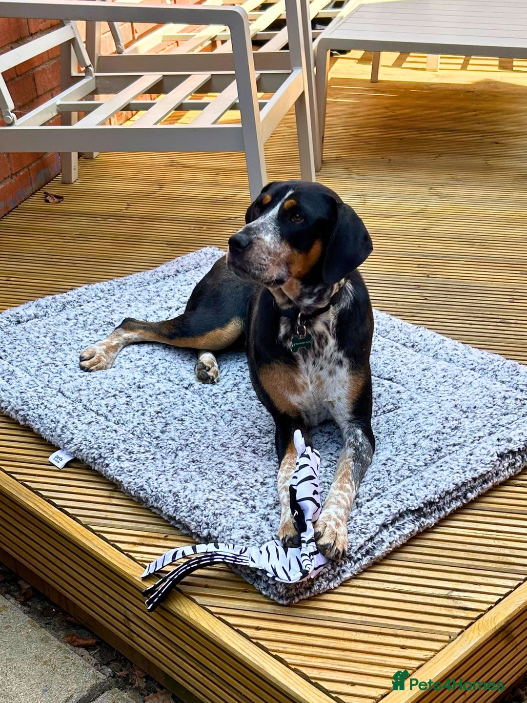 Mixed Breed dogs for adoption: Pippa - The sweetest, softest girl - Image 9
