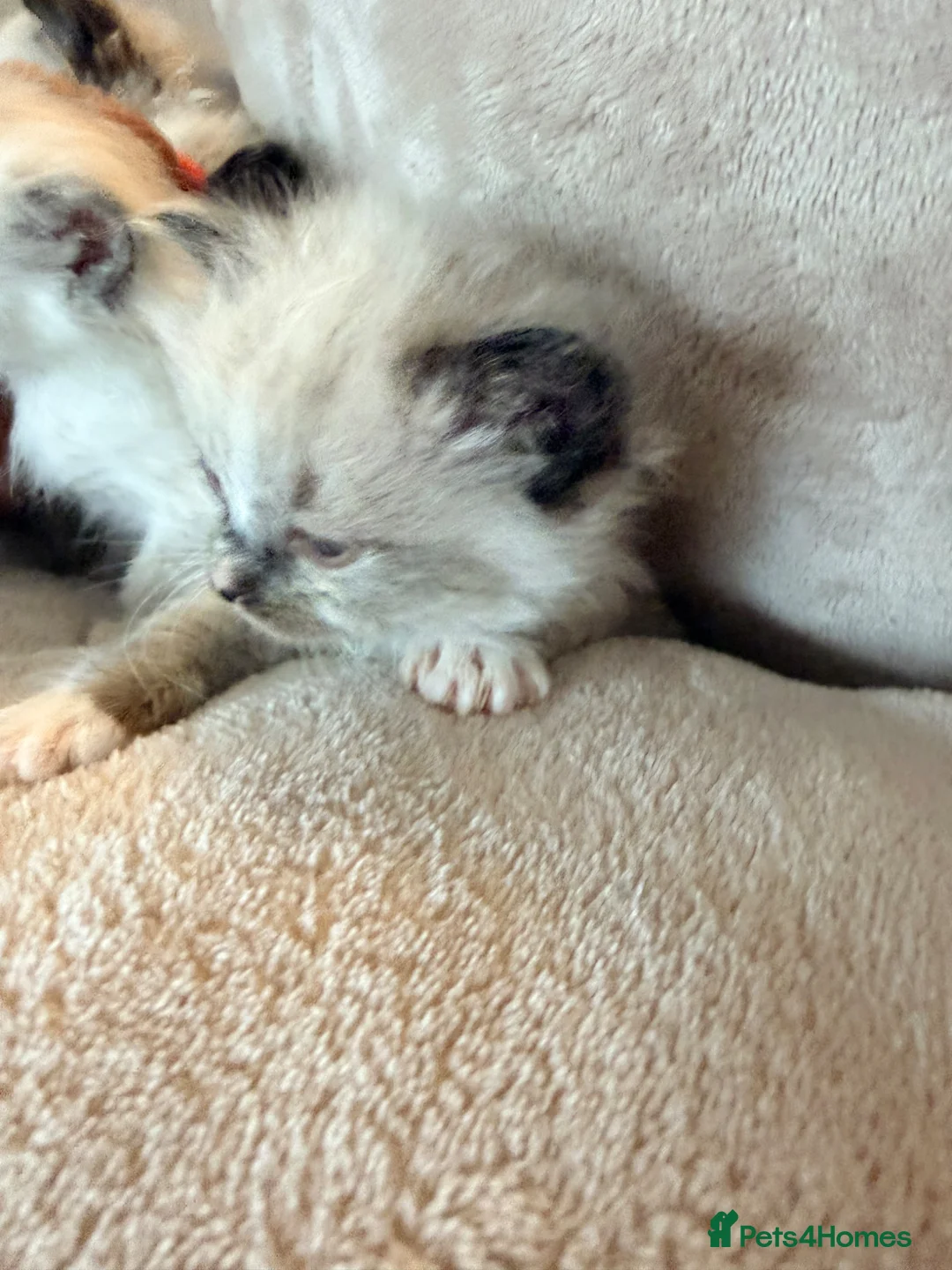 Ragdoll cats for sale: Stunning ragdoll kittens - Advert 12