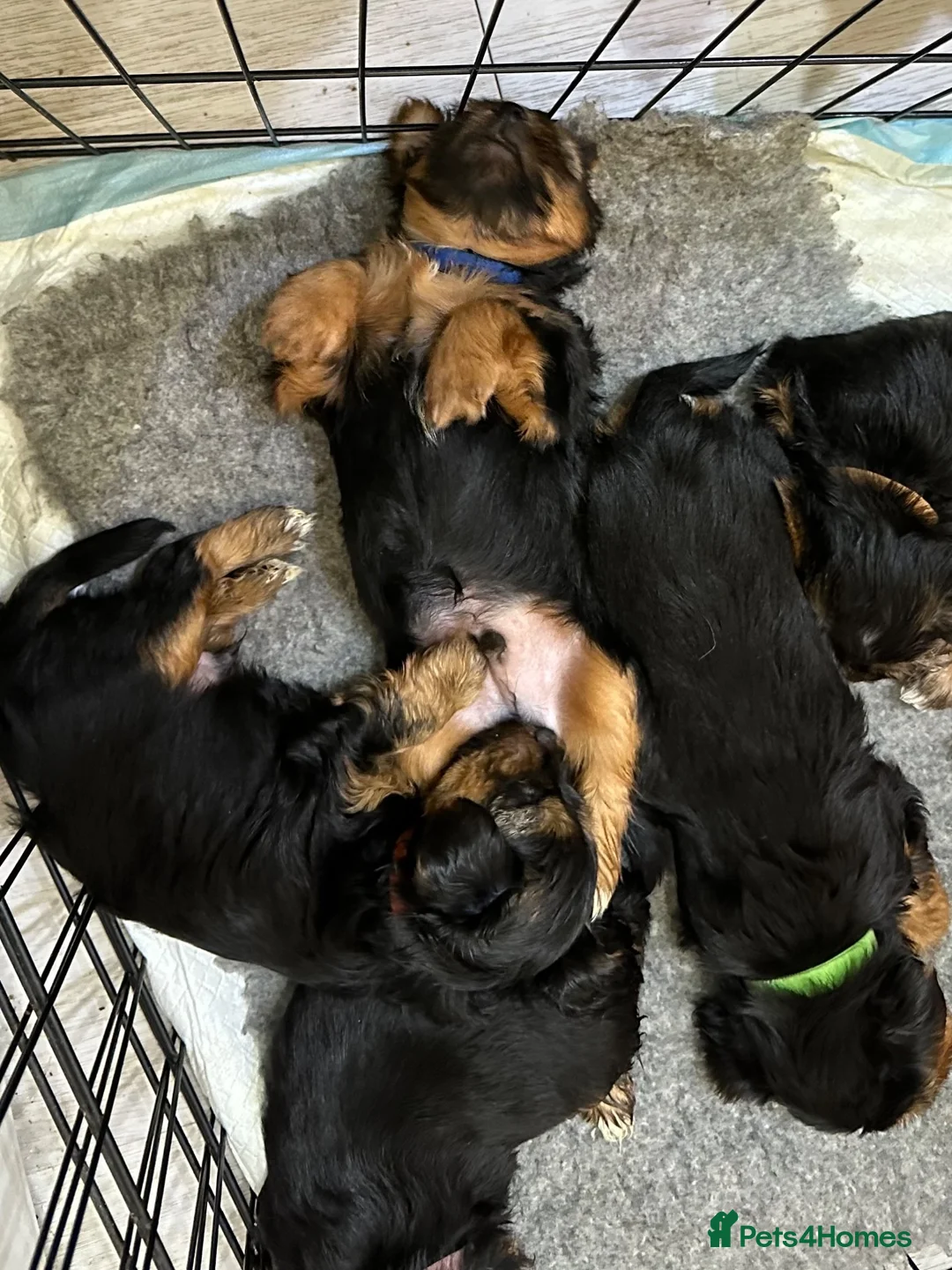 Yorkshire Terrier dogs for sale: Gorgeous litter of Yorkshire terriers - Advert 1