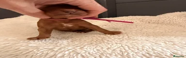Australian Labradoodle Puppy 1