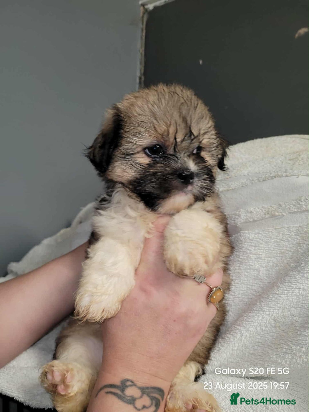 Lhasa Apso dogs for sale: Beautiful lhasa apso  - Image 3