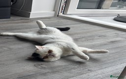 Exotic cats for sale: Exotic shorthair desperate to rehome - Image 7