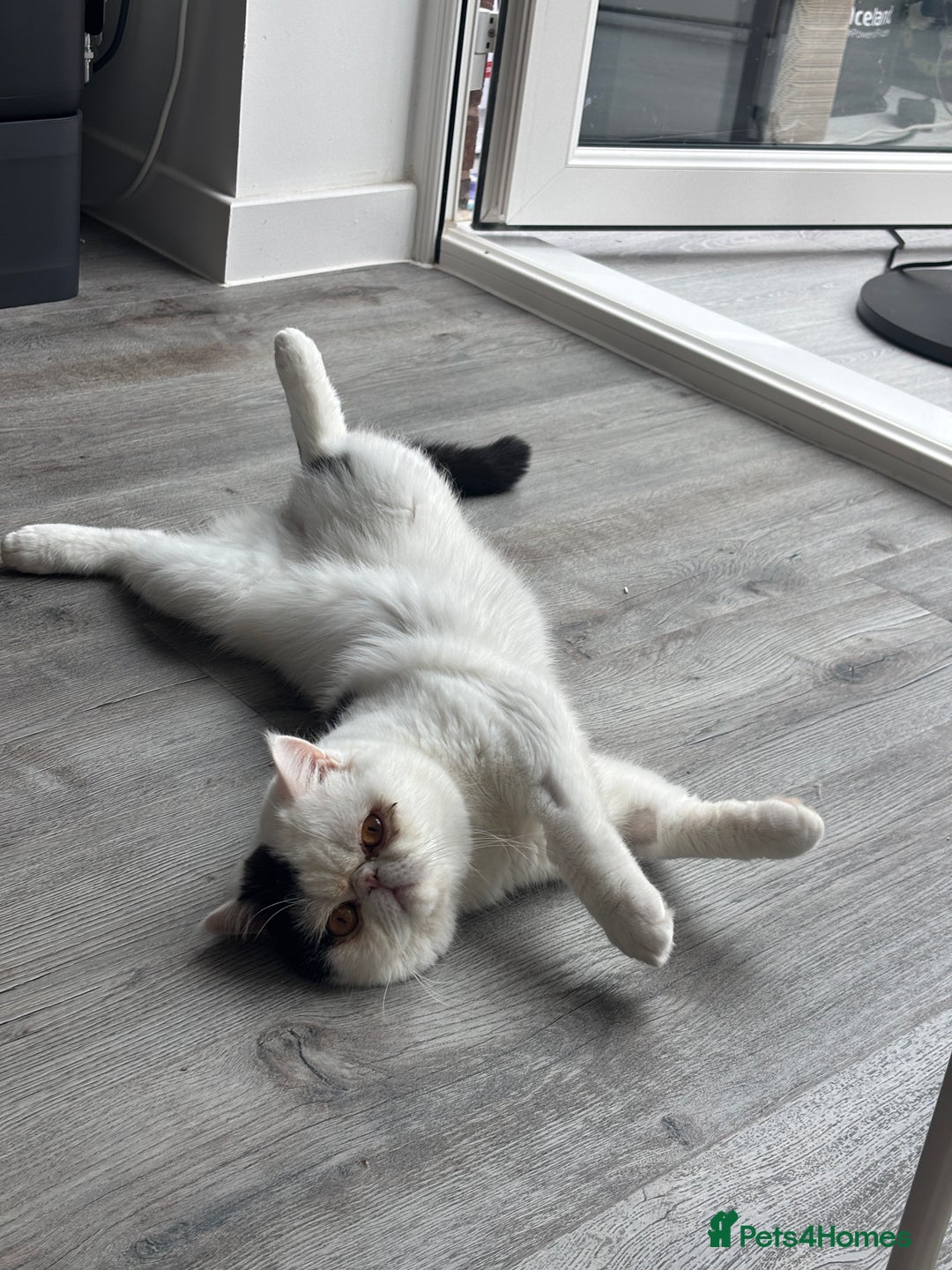 Exotic cats for sale: Exotic shorthair desperate to rehome - Image 7