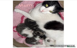 Mixed Breed cats for sale: 4 Gorgeous Kittens For Sale. - Image 5