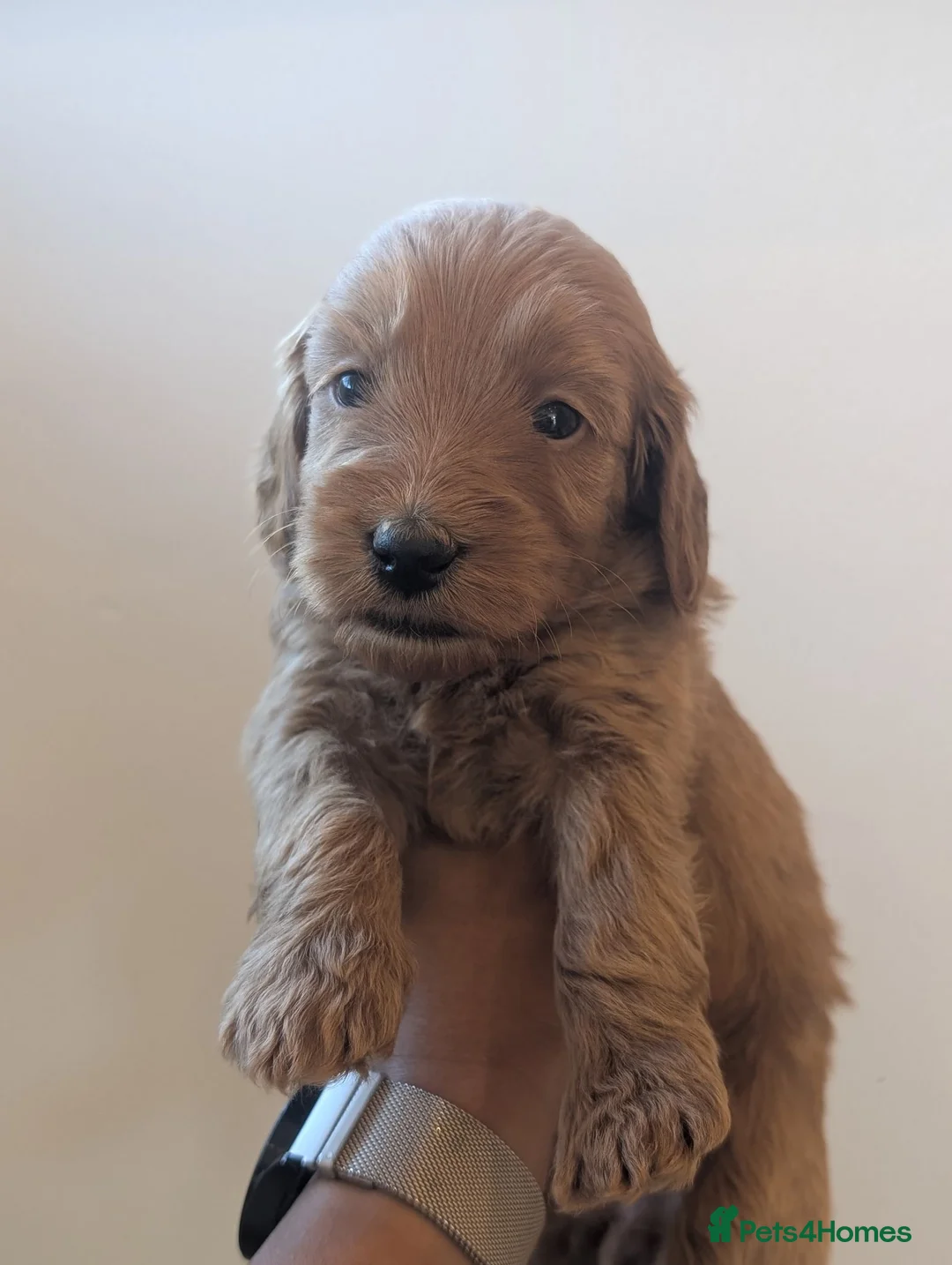 Mini Goldendoodle dogs for sale: Last female -F1BB Miniature Goldendoodle puppies  - Advert 2