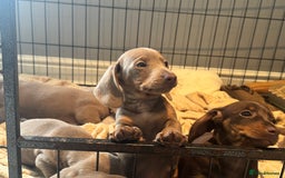 Miniature Dachshund dogs for sale: Ready to leave Mini Dachshund Puppies 🐶🤍  - Image 17