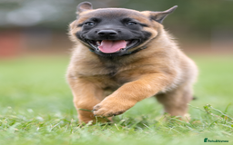 Belgian Shepherd Dog dogs for sale: KC Registered Belgian Malinios Pup. - Image 1