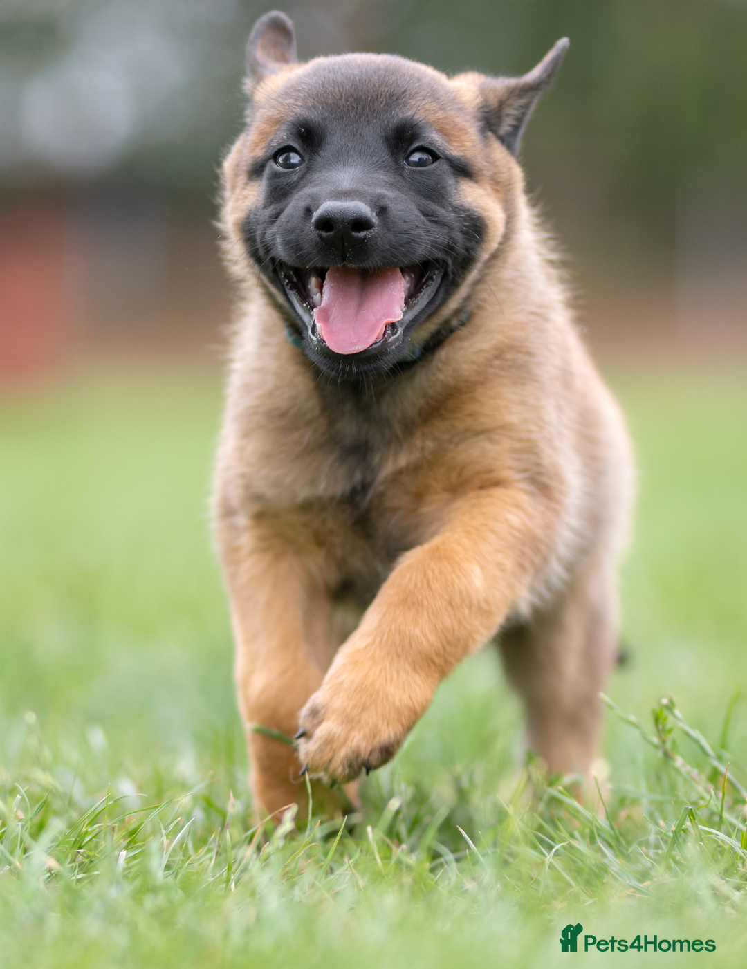 Belgian Shepherd Dog dogs for sale: KC Registered Belgian Malinios Pup. - Image 1