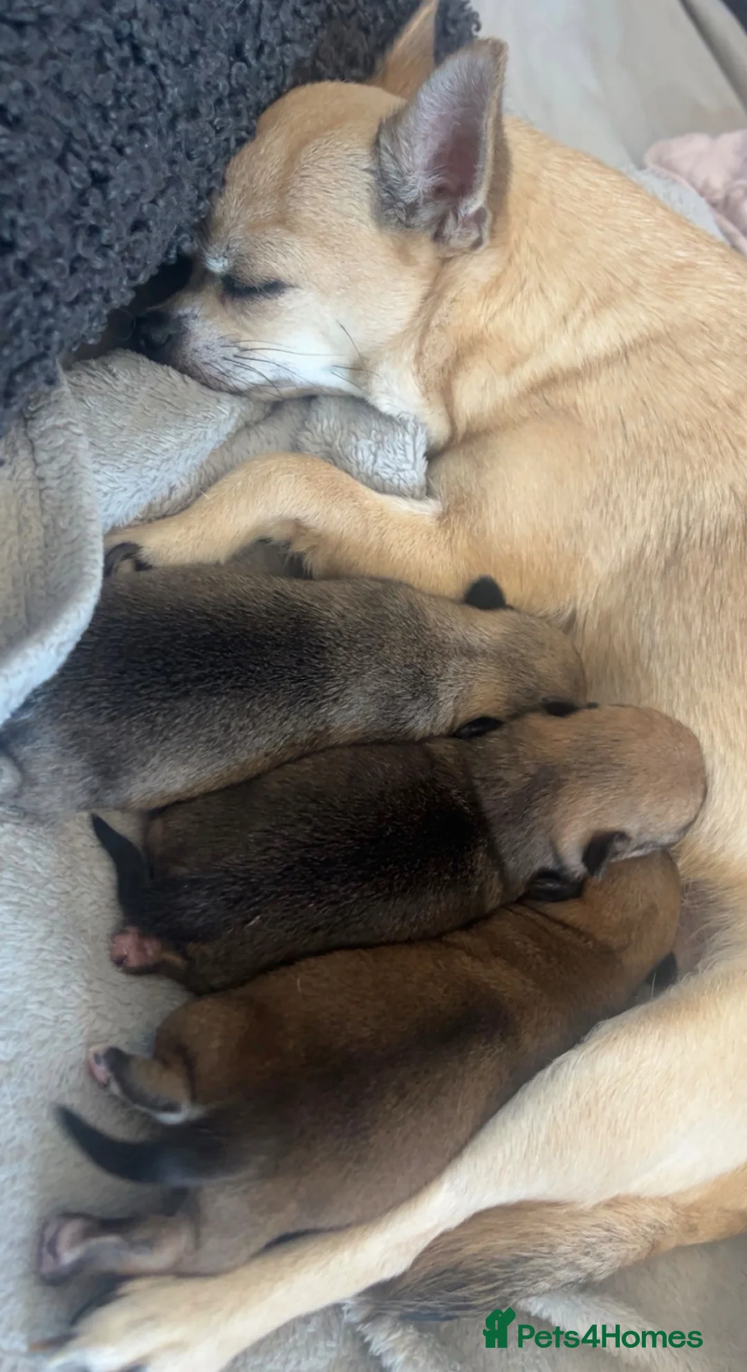 Chihuahua dogs for sale: Puppys - Advert 2