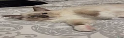 Ragdoll cats for sale: 3 Fluffy boys left  - Advert 7