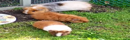 Guinea Pig rodents for sale: Baby guinea pigs  in Petworth - Advert 1