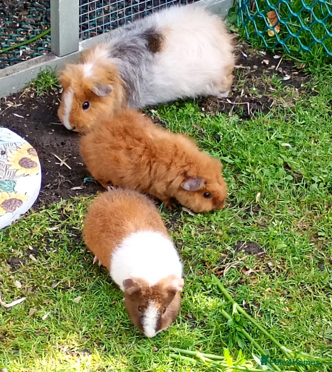 Guinea Pig rodents for sale: Baby guinea pigs  in Petworth - Advert 1