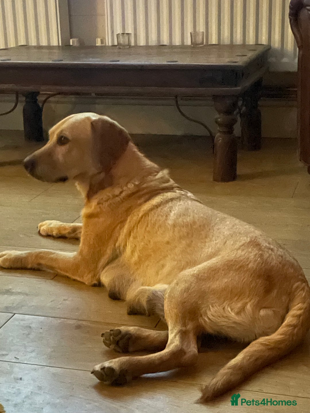 Labrador Retriever dogs for sale: KC Labrador pups ready 5th Jan 26 - Advert 4