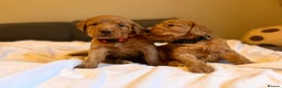 Labradoodle dogs for sale: Fox Red F1 Miniature Labradoodles  - Advert 3
